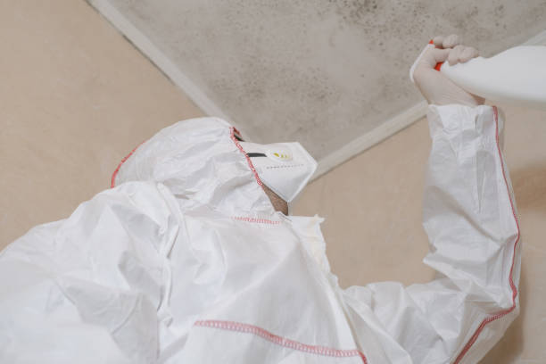 Best Attic Mold Remediation in Independence, KY